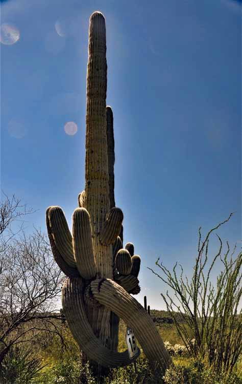 saguaro